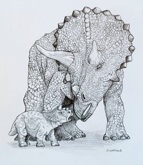 Blyantstegning af en voksen og en unge triceratops